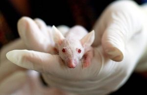 Mouse In Gloved Hand