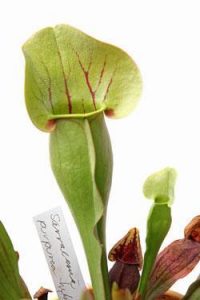 Sarracenia purpurea