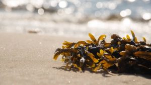 Dulse