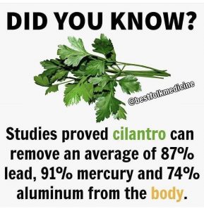 Cilantro For Detoxing