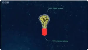 HIV Fragment And Spike Protein