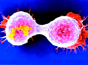 Cancer Cell