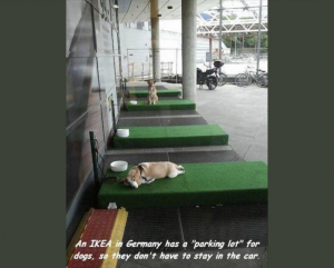 Ikea Dog Parking Lot