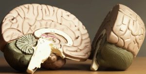 Brain Model