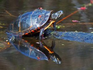 Painted Turtle