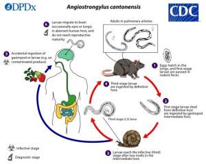 Rat Lungworm Lifecycle