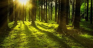 Forest Floor