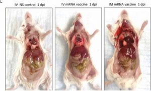 Mice With Myocarditis