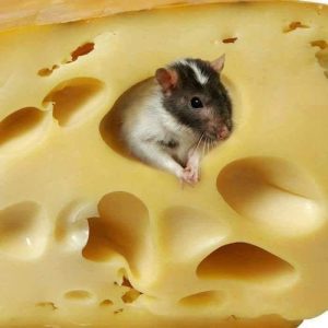 Mouse In Cheese