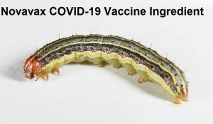 Novavax Armyworm