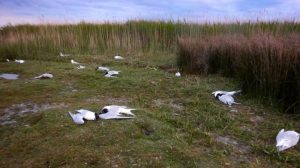 Sandwich Terns