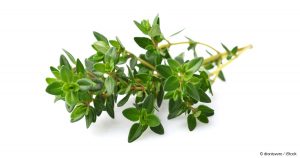 Thyme