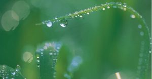 Dew Drops