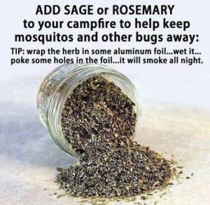 Sage or Rosemary