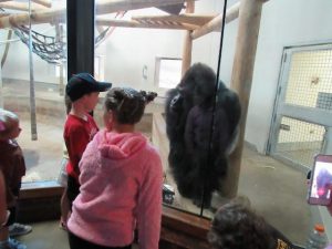 Silverback Gorilla In Barren Enclosure