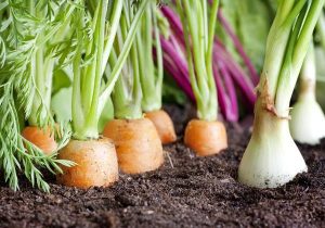 Veggies In Soil