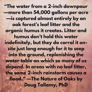 The Power Of Leaf Litter