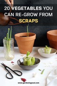 20 Vegetables You Can Re-Grow From Scraps