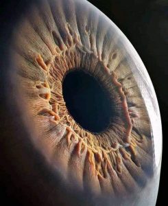 Close Up of Human Eye