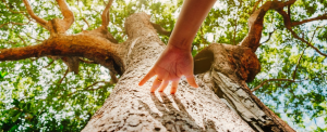 Hand Touching Tree