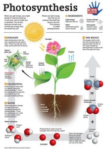 Photosynthesis