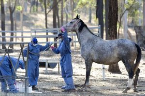 Horse Vaccination