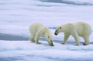 Polar Bears