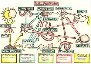 Soil Food Web