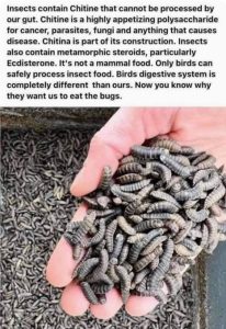 Insects Are Bird Food Only