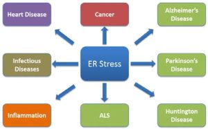 ER Stress