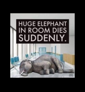 Elephant In Room Dies Suddenly