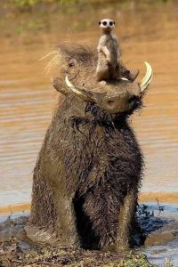 Meerkat and Warthog