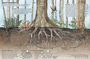 Tree Roots