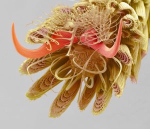 Mosquito Foot at 800x Magnification