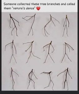 Nature's Dance