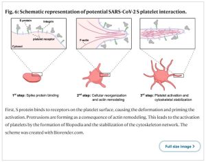 Blood Platelet Deformation From Spike Protein