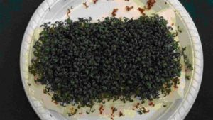 Cress Growing