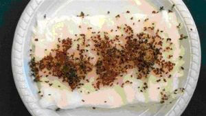 Cress Not Growing