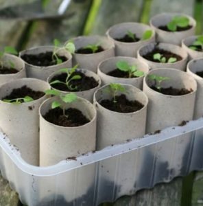 Toilet Roll Planters