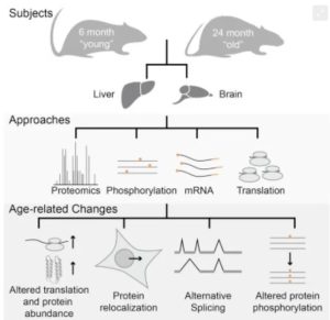 Accelerated Aging Mechanisms