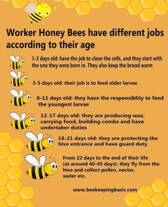 Bee Jobs