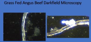 Beef Dark Field Microscopy