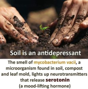 Soil Is An Antidepressant