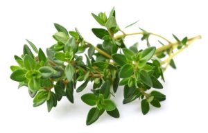 Thyme