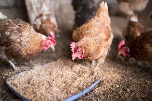 Chickens Eating Homemade Chicken Feed