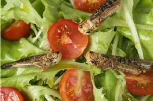 Crickets on Salad