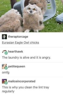 Eurasian Eagle Owl Chicks