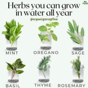 All Year Herbs
