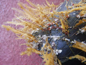 Barnacles on Plastic