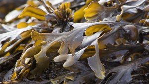 Brown Seaweed